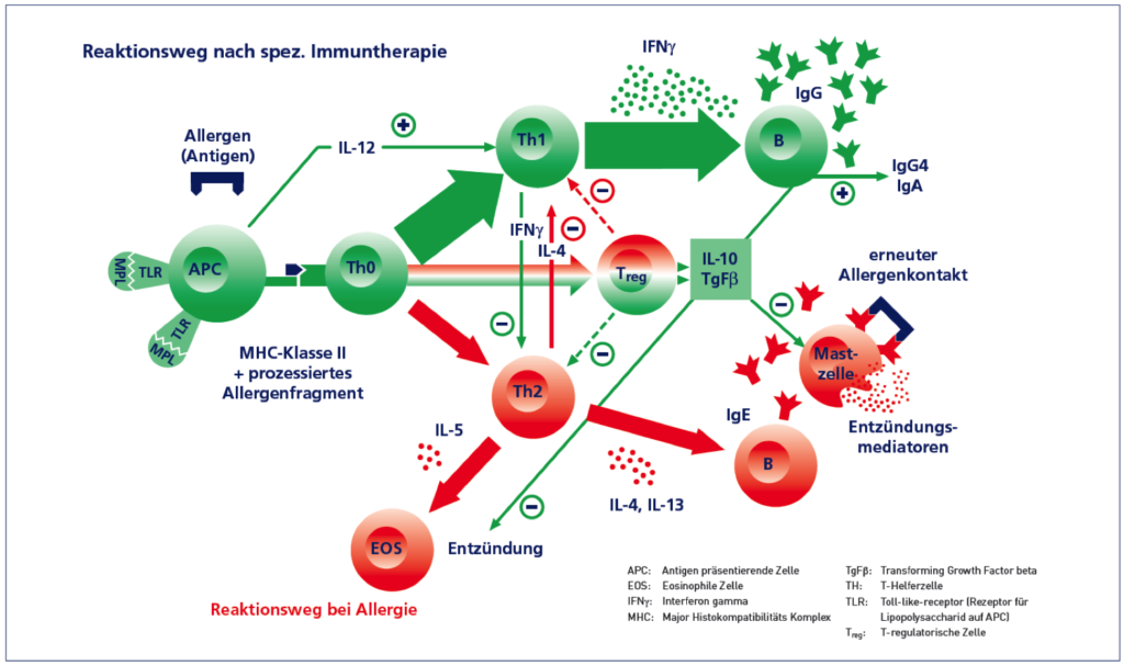 Allergien 1024x606 - Allergologie München